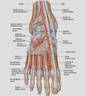 Dorsal-aspect-with-nerves (2)